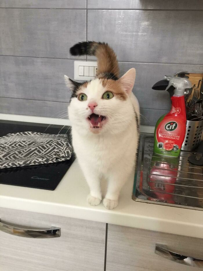 Dot In Her Natural Habitat--Screaming At Us, Lol