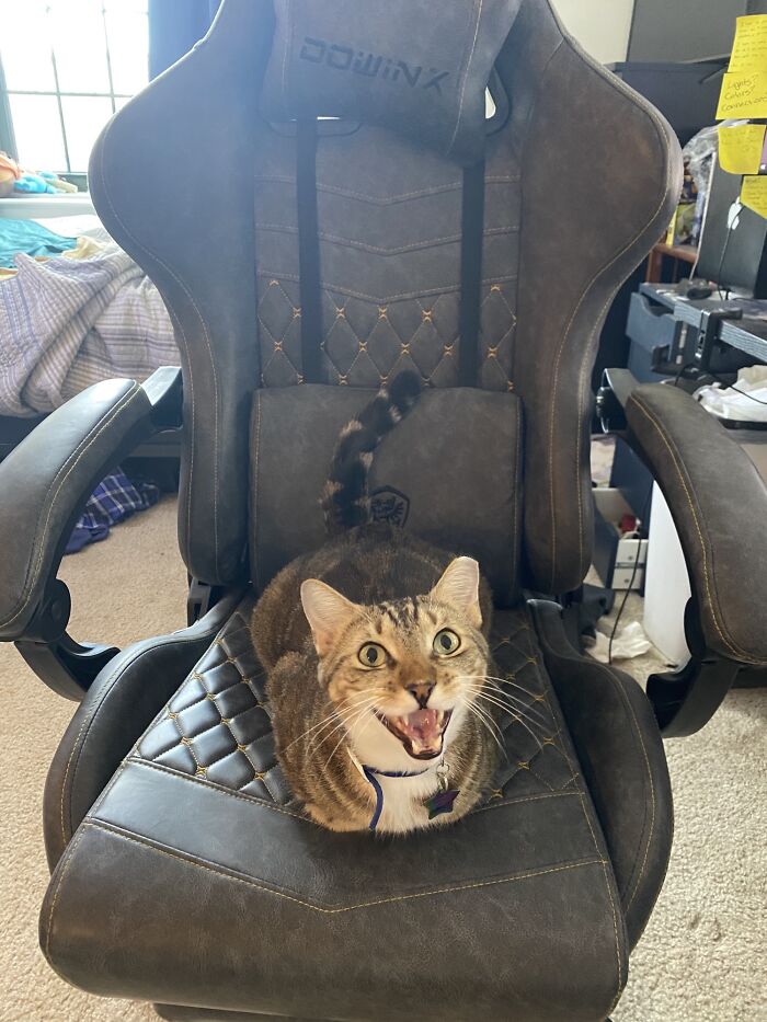 Morty Asserting Dominance Over The Comfy Chair