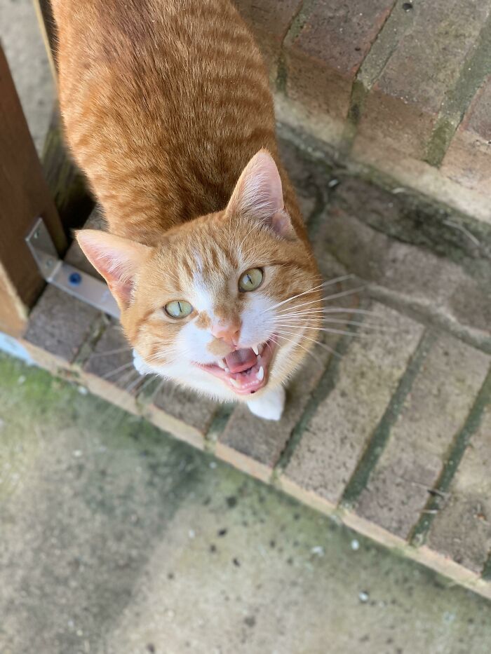 This Is Crawlspace Cat. He’s A Neighborhood Cat That Got Stuck In Our Crawlspace. We Heard Him Scratching At The Door And Let Him Out. Now He Brings Us Mice And Asks For Pets