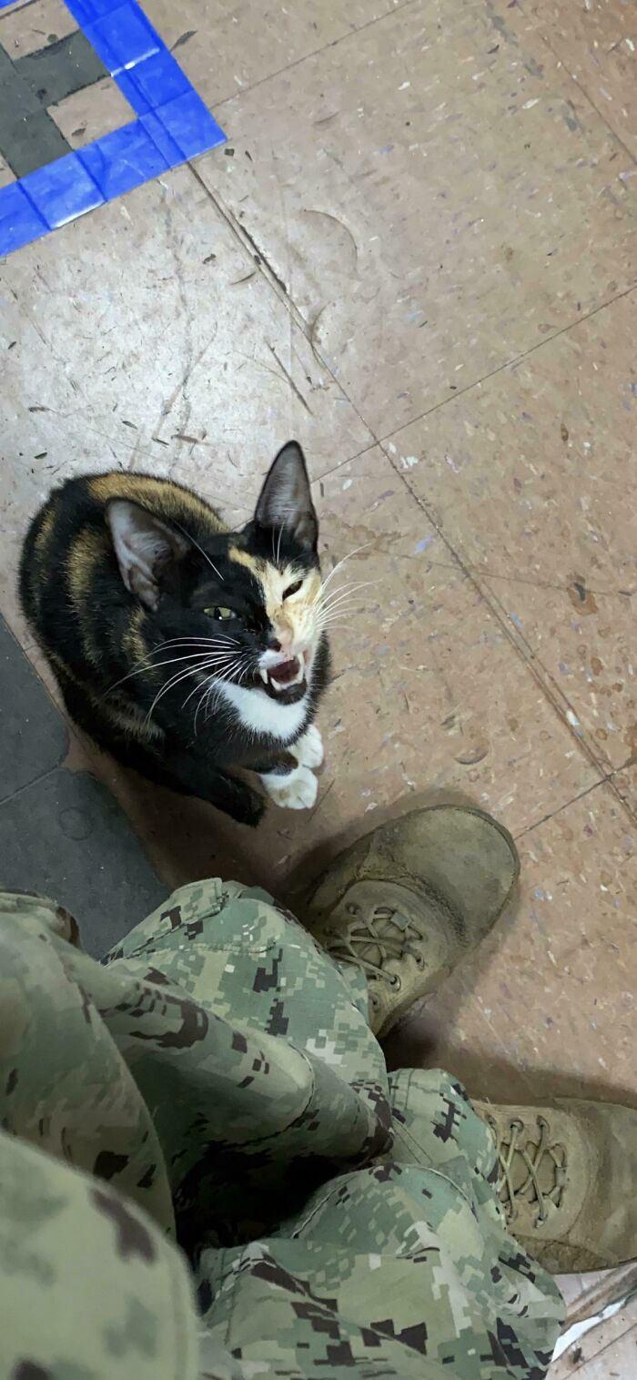 Armory Kitty Keeps Trespassers At Bay