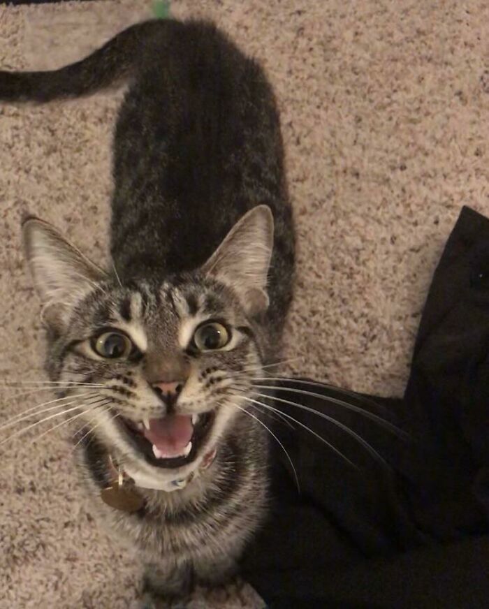 Not A Moment Of Silence Since She Walked Up To Me Purring And Meowing At The Spca. No Regrets