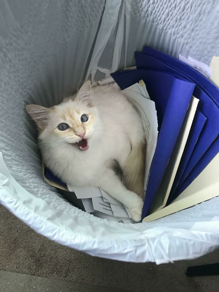 This Is Jonesy Yelling At Me From The Trash Can