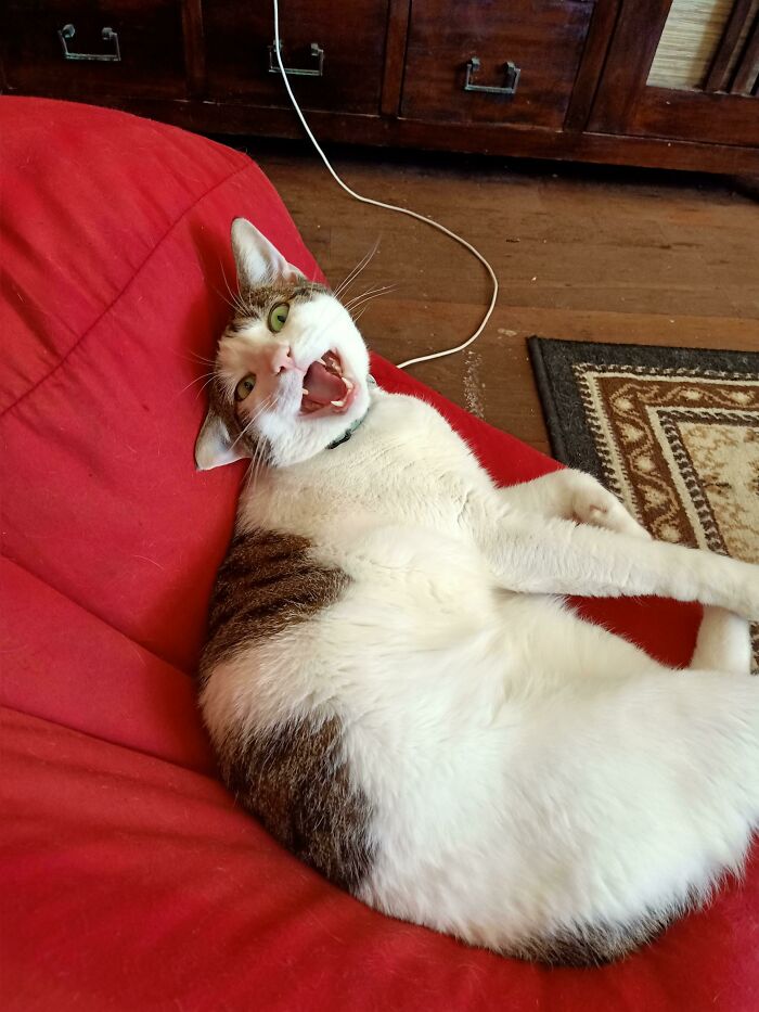 Crash Bandicute Is Yelling To Protest The Lack Of Cuddles