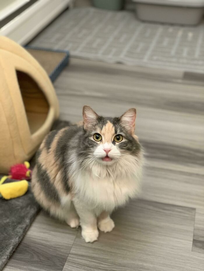 She's Not Quite A Baby But You Can Tell She Hasn't Lost That Little Mew