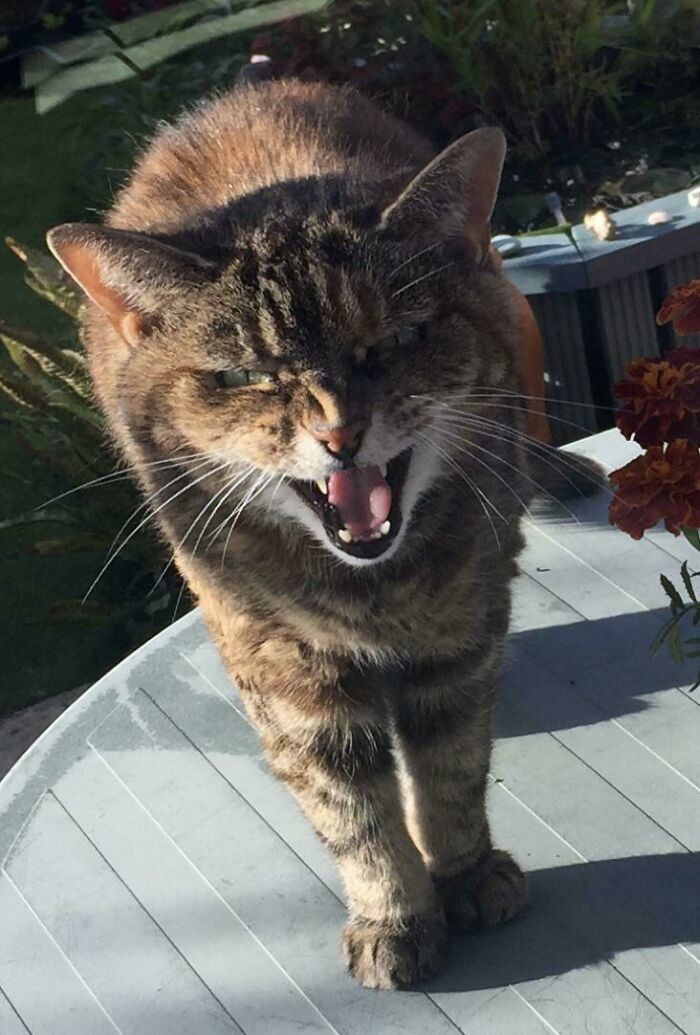 Caught Mid Scream