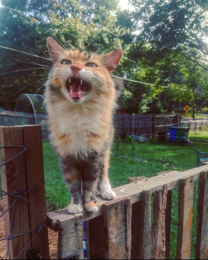 Mama Chloe, Queen Of The Block, Stopped By Earlier Today. This Is Her Announcing Her Arrival