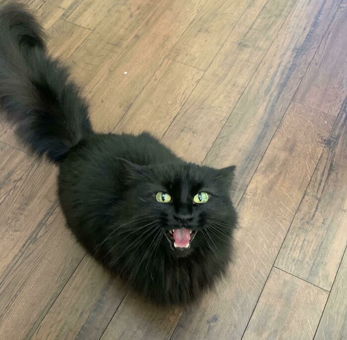 Bella Being Mad That She Can’t Lay On My Keyboard While I Do My Homework