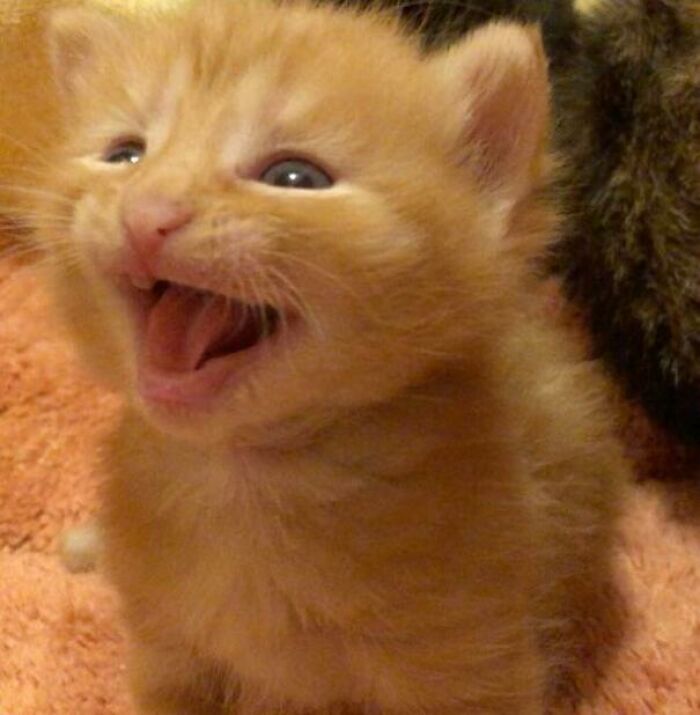 Little Kitten, Big Yell (His Name Is Corn Dog And He’s 3 Weeks Old)