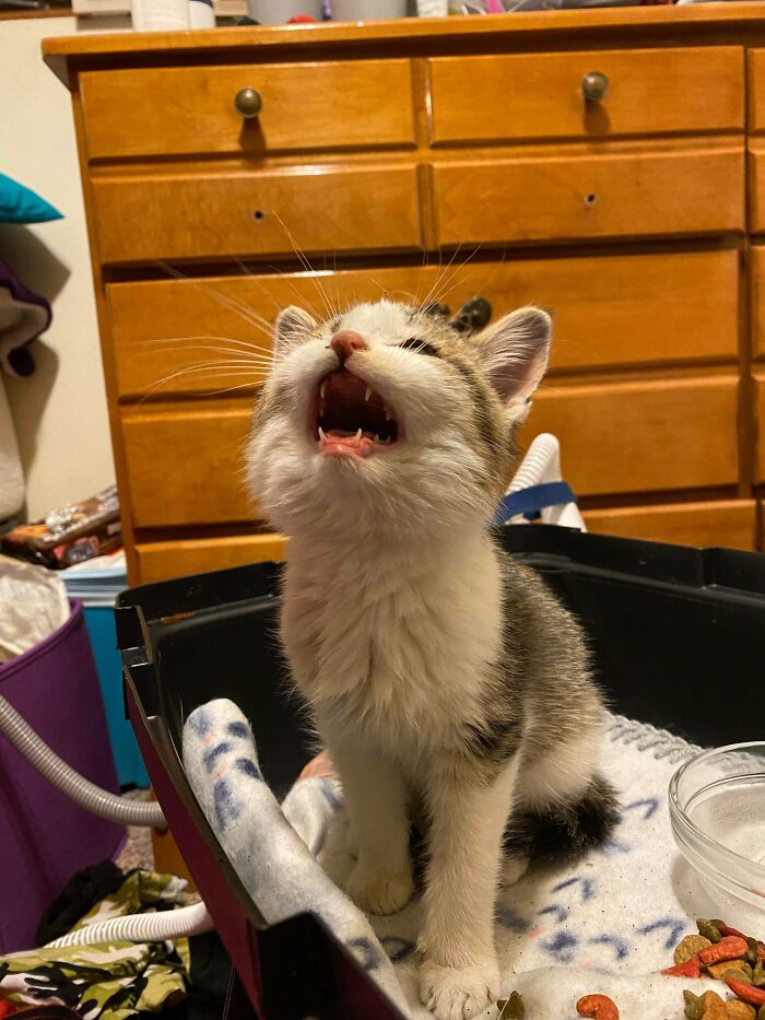 Ungrateful Kitty Yelling At Me For Rescuing From The Snow