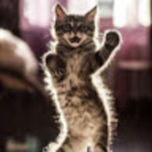 crazykittyskateraddy avatar