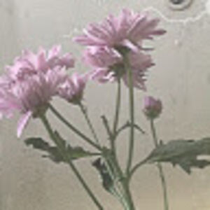 st4wberrifrog avatar