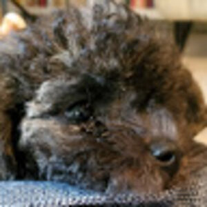 manuelasilva-kube avatar