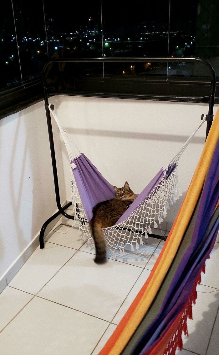 There Are Two Cats In This Picture