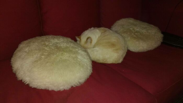 My Cat Looks Like A Pillow