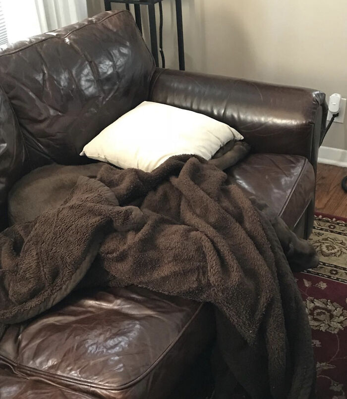 How Did I Lose An Entire Chocolate Lab?