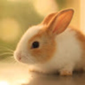 jordanaczirjak avatar