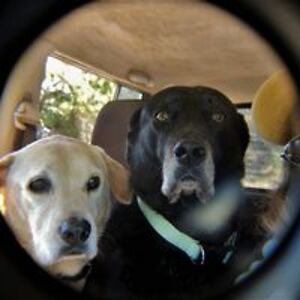 joellenpearman avatar