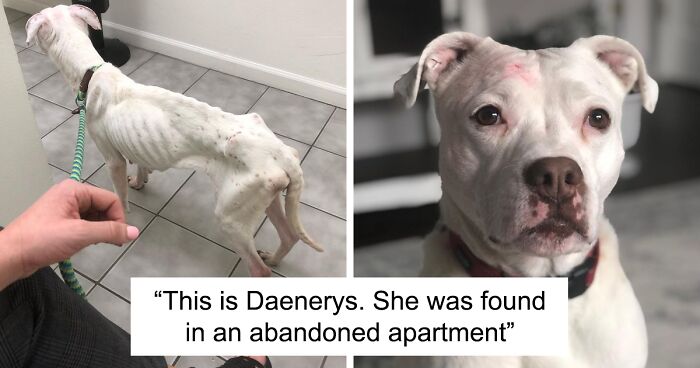 This Underweight Pit Bull Was Found In An Abandoned Apartment, But Her Fortune Has Turned, And Now She’s Safe