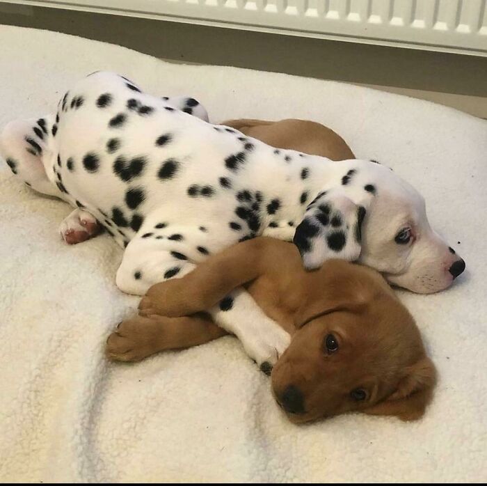 Oreo Mix With A Little Brown Sugar 