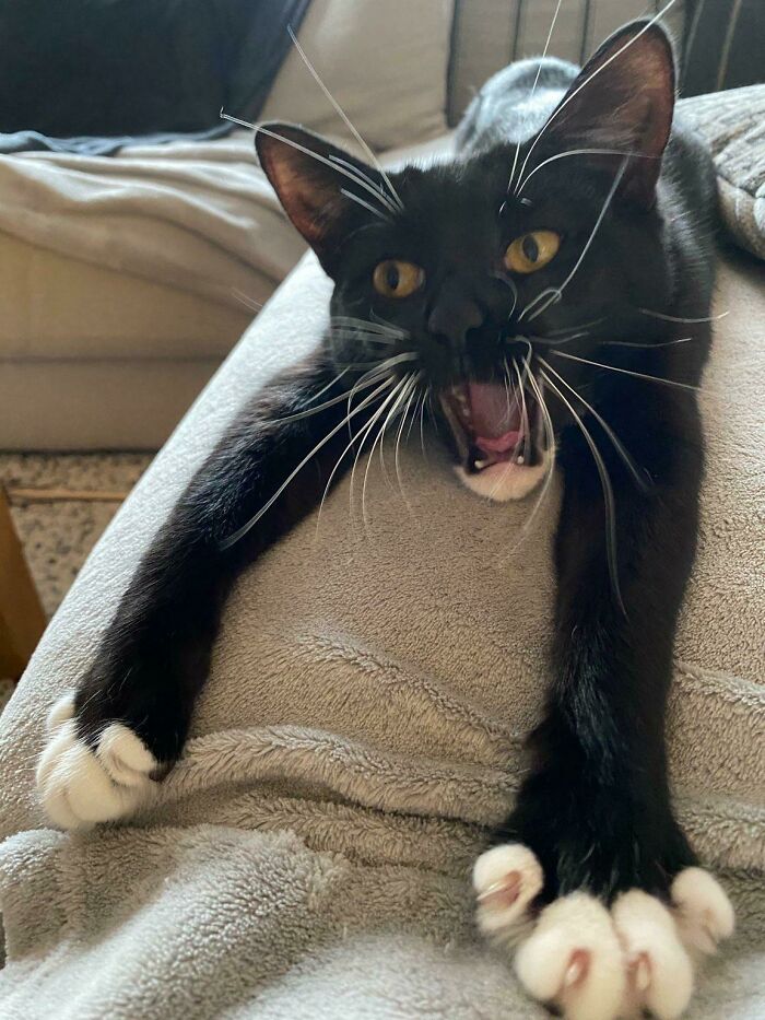 Yawned And Stretched As I Was Taking A Photo