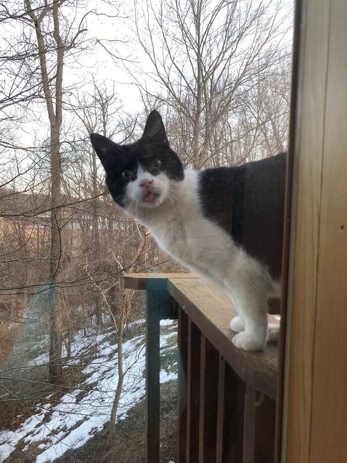 Mr. Perfect Wants To Join Us For Dinner