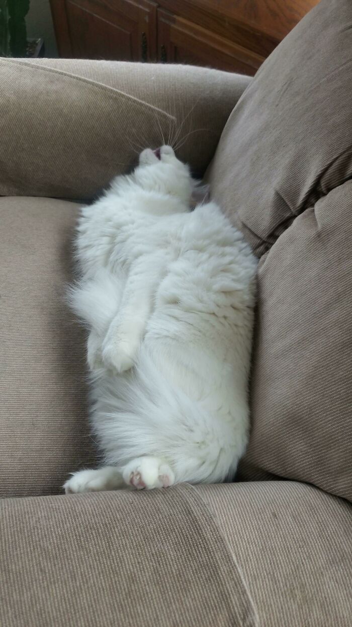 Nimbus Has Her Tail In Some Sort Of Sleeper Hold?