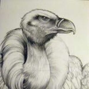 ghostdogdesigns avatar