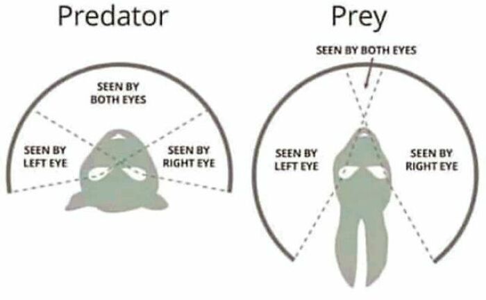 The Difference In Vision Between Predator And Prey