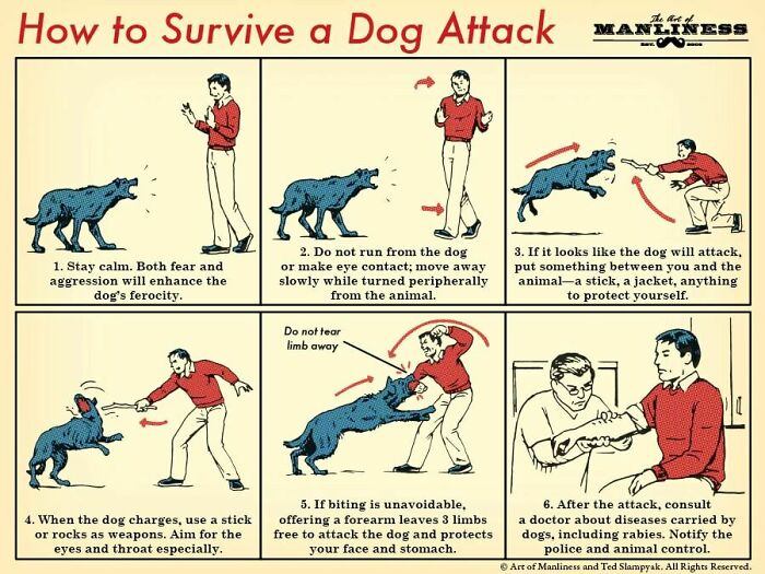 Helpful Guide To Survive A Dog Attack