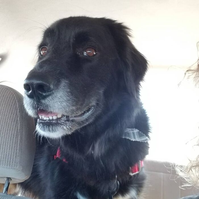 Adopted This Handsome Young Man At The Local Spca Today!