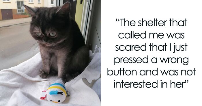Woman Adopts A Cat That Was Ignored At The Shelter Because Of Her ‘Ugly’ Looks