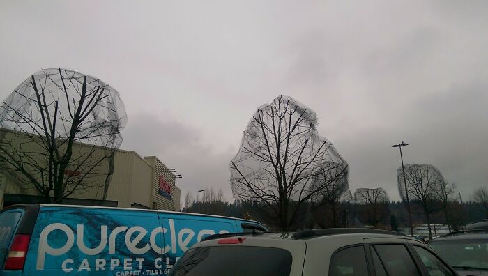 The Screens Make These Trees Look Poorly Rendered