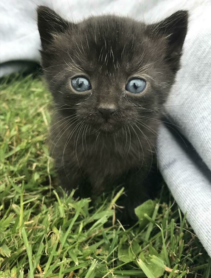 As Soon As I Saw This Photo I Knew I Had To Adopt Her