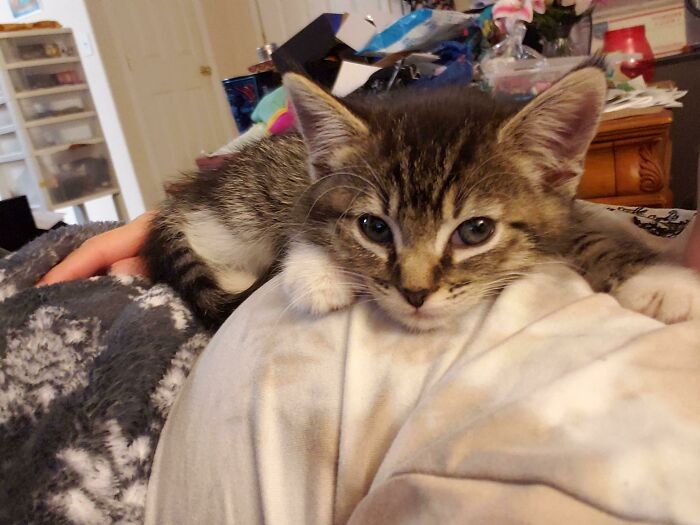 My Friend Let Me Adopt Her Cats Only Kitten Almost A Week Ago Now. I Was Struggling With Almost A 2 Year Long Depression Problem. Now I Can't Stop Smiling When I Am Home. I Have Two Other Cats And Having Them Is The Best