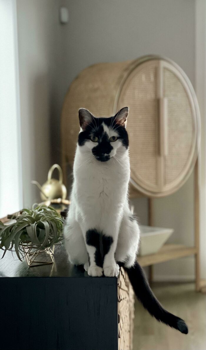 I Always Wanted To Adopt A Dog With My Fiancé, But We Ended Up Taking In His Brother’s Cat. And Now I’ve Spent Way Too Much Money Buying Her Treats, Toys And A New Cat Tree. But She’s So Gorgeous And Now My Sweet Little Monster. Meet Daisy