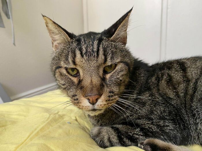 Adopted My First Cat Today, Everyone Say Hi Nathan!