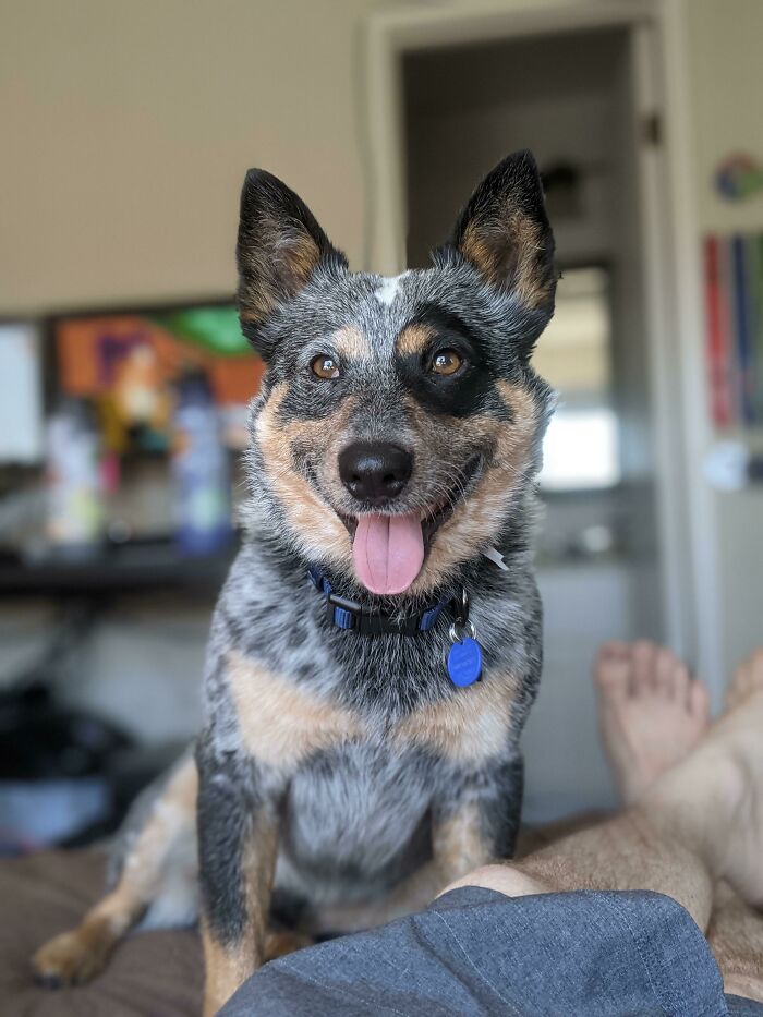 Waited 10 Years To Get My First Dog. Now At 30 I Was Lucky Enough To Adopt Canyon!