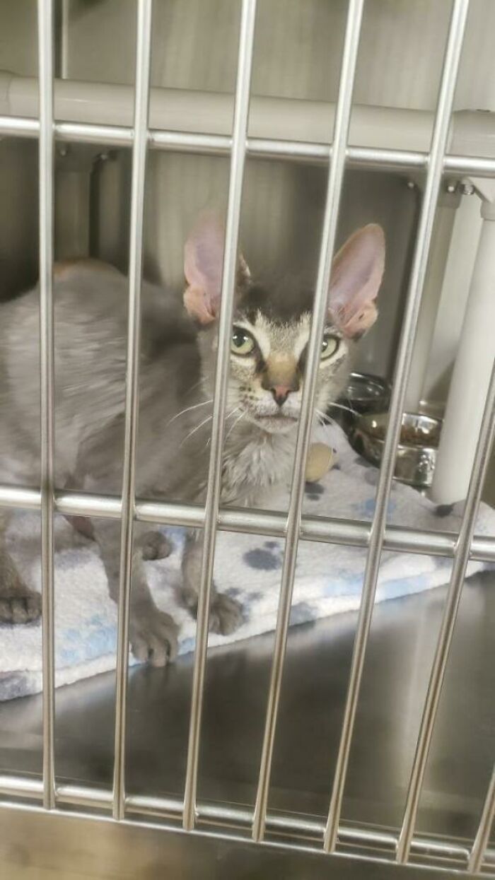 High Chance That I Will Adopt This Little Gremlin Tomorrow. Any Name Suggestions? Spooky And Fantasy Names Please!