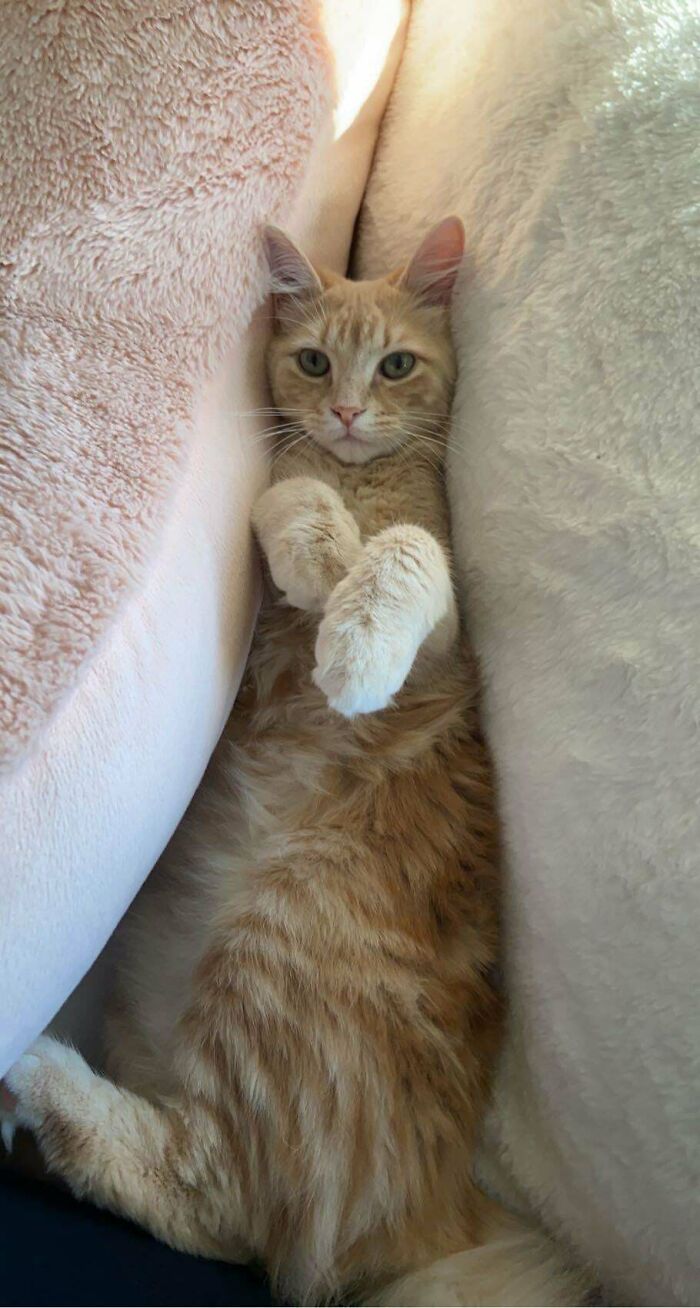 So Lucky I Got To Adopt This Goofball