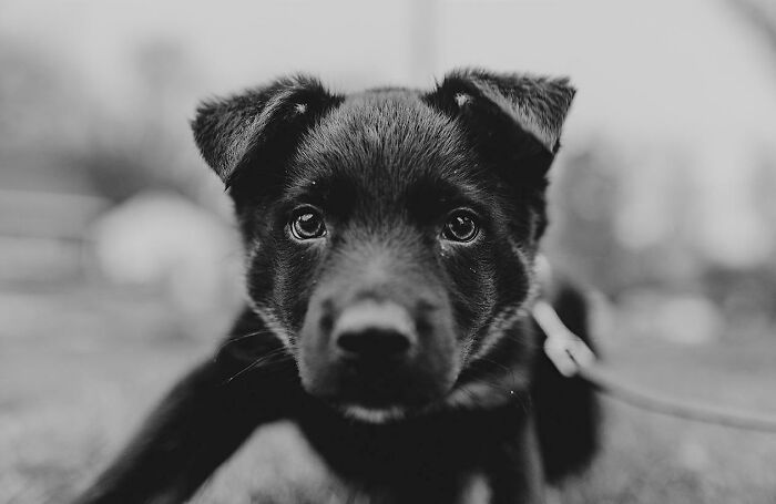 I’ve Waited So Long To Adopt. This Is Judah!