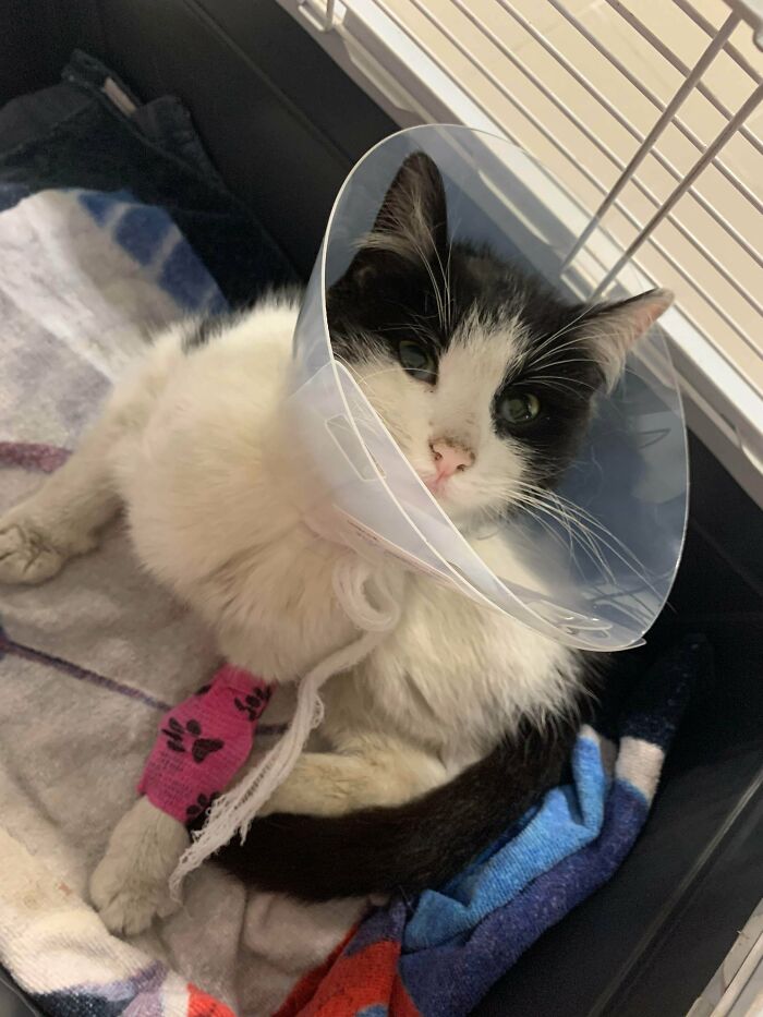 After Getting Hit By A Car This Polite Young Lady Decided To Adopt Me. She’s Undergoing A Surgery Tomorrow So Wish Her Luck Guys!