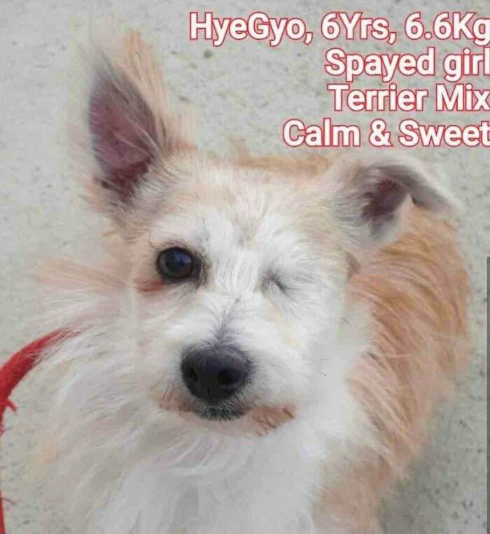 My Girl Came From An Overcrowded Shelter In Korea Where She Was Involved In A Group Dog Attack And Lost Her Eye/ Had Her Ear Torn. The Rescue I Foster For Saved Her From There. I Saw Her Pics And Knew We Needed Each Other. She Will Be Safe For The Rest Of Her Life Now