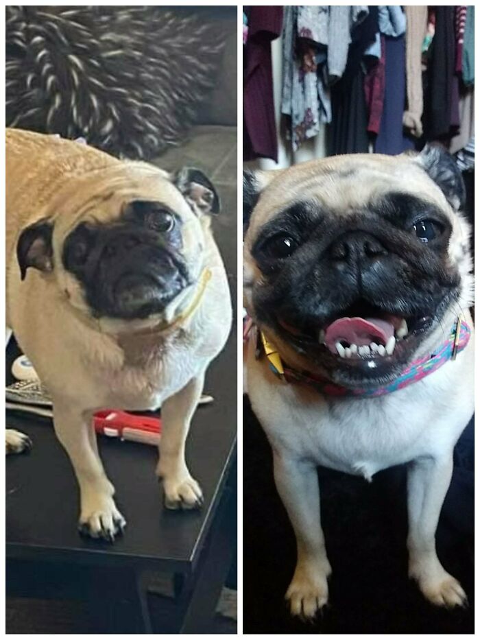 Bald Spot I Think Was From Her Harness Being Left On... Now It's Grown In. Rescue Said She Was Dog/Dog Aggressive, Now She Makes Friends. She Gets So Much Love, Walks, Treats, Toys And Cuddles Now In Her Forever Home