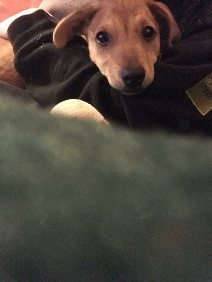 Jackson On His First Night In His Forever Home