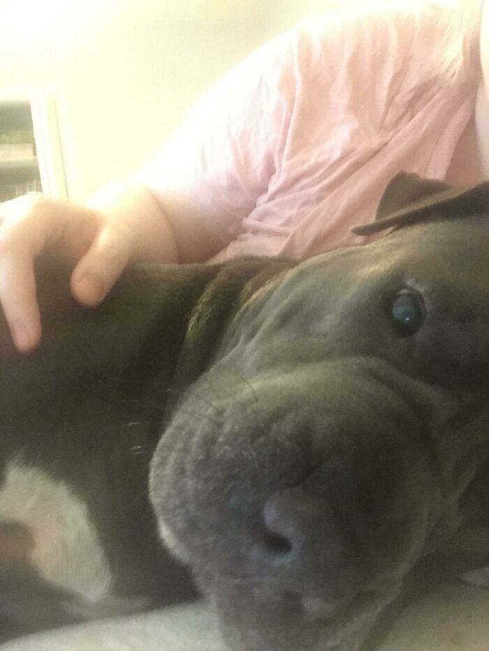 Found Abandoned And Then Returned To The Shelter Twice Before She Was Even A Year. Needless To Say, She’s Found Her Forever Home. This Fur Baby Is My First Dog Ever And I Couldn’t Be Happier