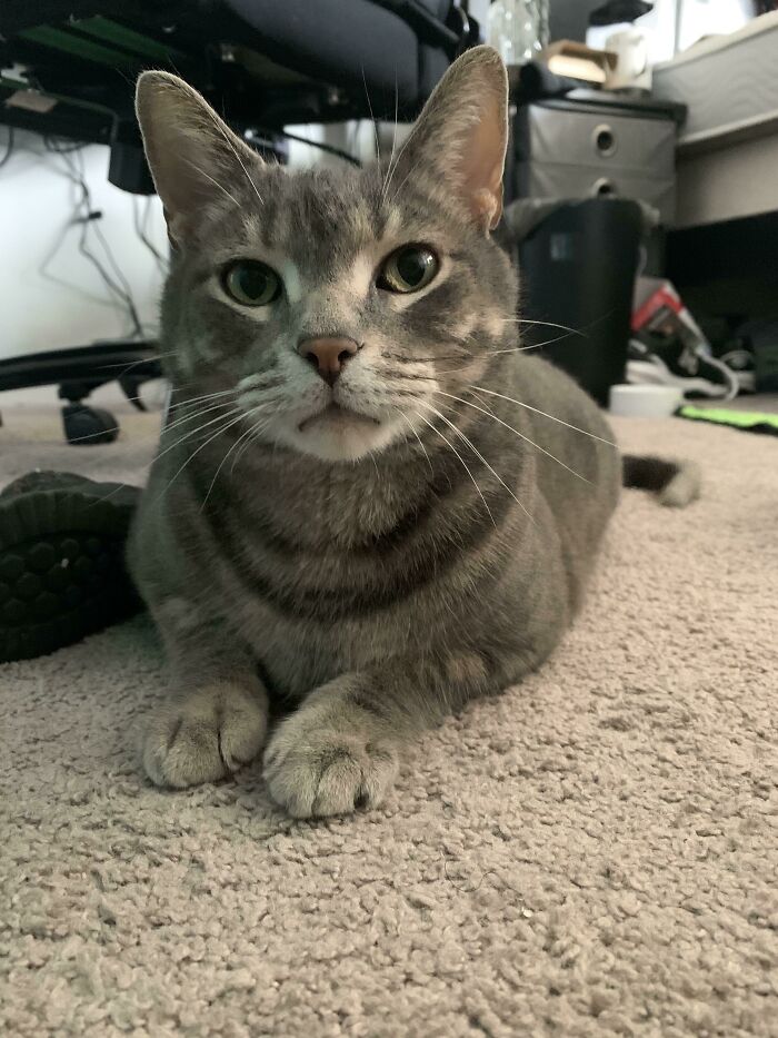 This Sweetheart Is Fritz. He Just Found His Forever Home With Us. Our Home Finally Feels Whole Again With A Cat In It