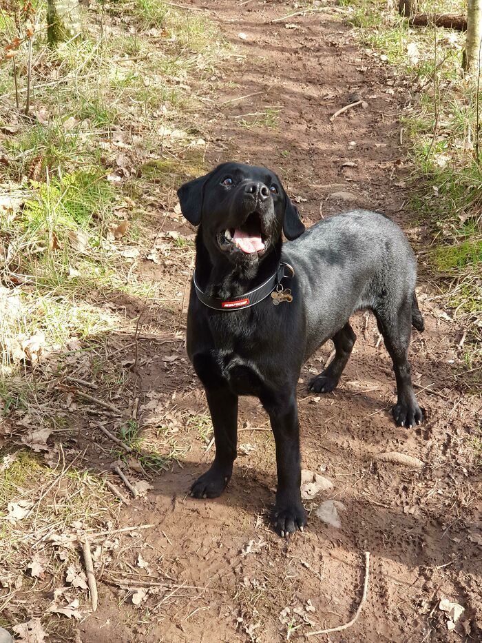 Meet Solomon. Now In His Happy Forever Home.