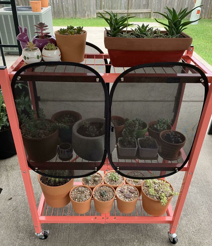 Some Of My Succulents Don’t Like Full Full Sun... So I Bought Them Some Shade. It’s Not Dumb If It Works, Right?