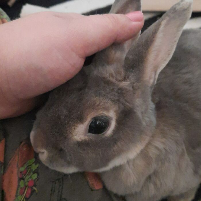 Here Is My Sienna, In Her New Forever Home! I Adopted Her From A Hoarding Situation