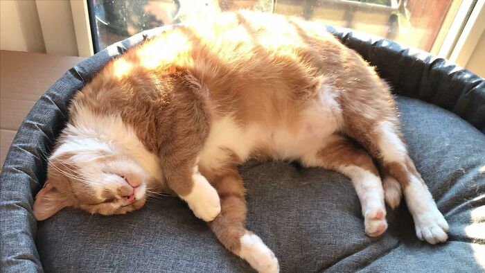 Adopted This Big Boy 2 Weeks Ago. He’s About 5 Years Old And Was Found Living On A Cemetery. Now He Has His Forever Home, Safe And Warm, With Healthy Food And Other Cats To Play With